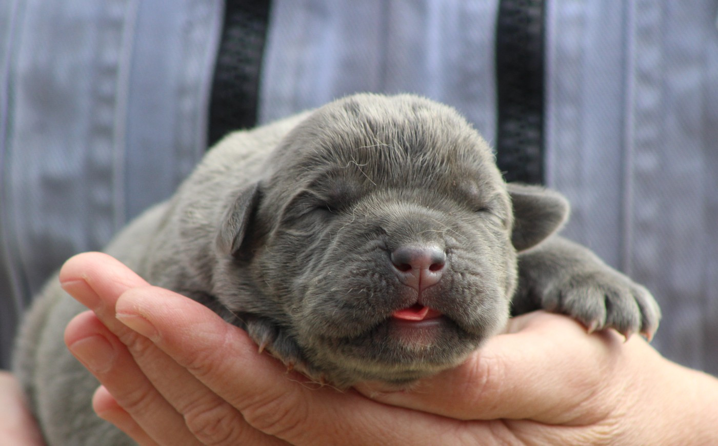 de Genevayse - Chiots disponibles - Cane Corso