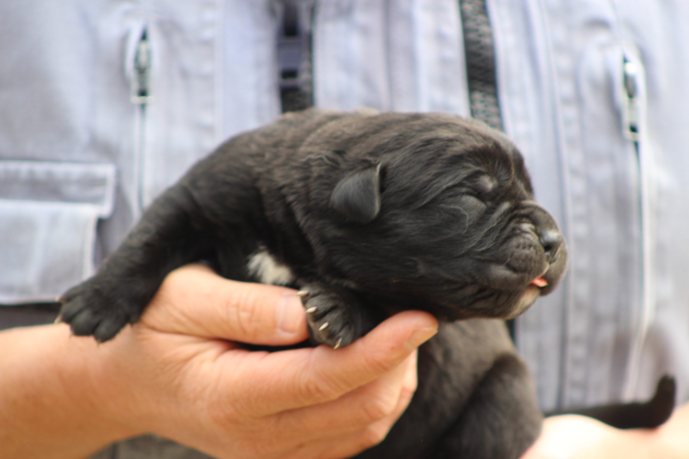 de Genevayse - Chiots disponibles - Cane Corso