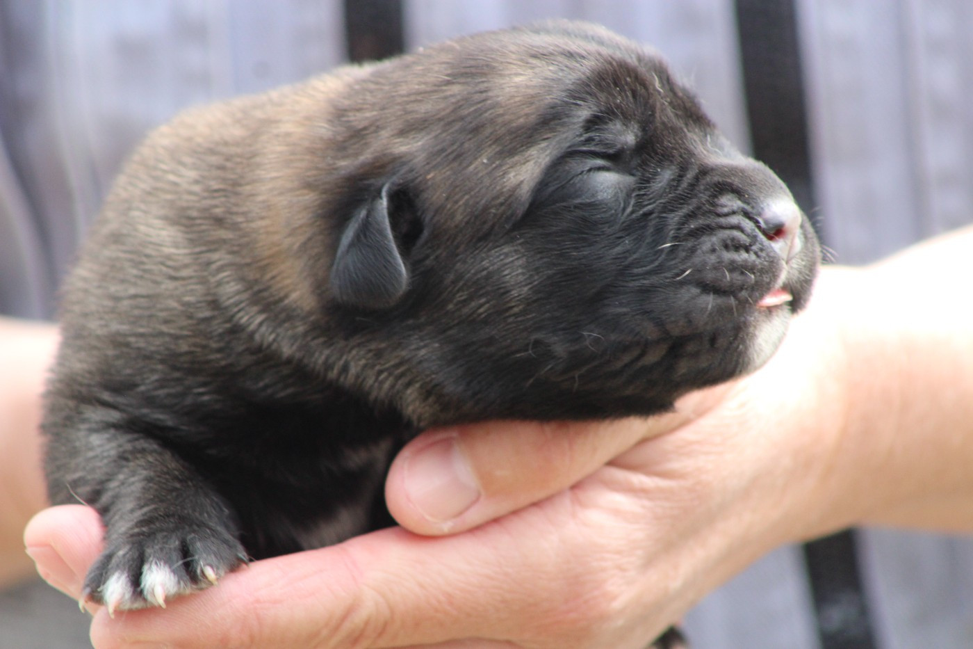 de Genevayse - Chiots disponibles - Cane Corso