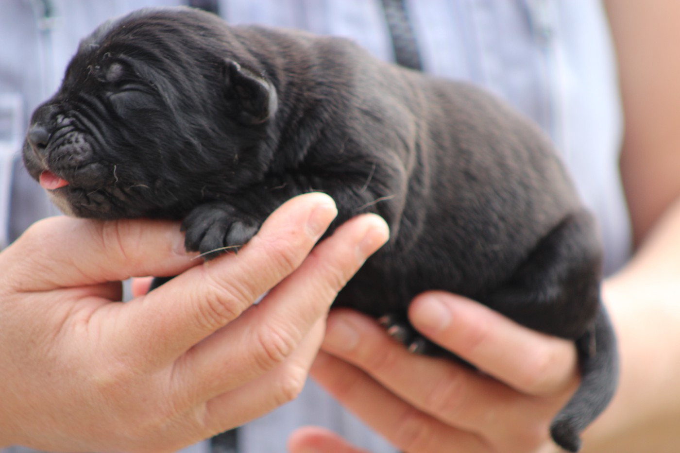 de Genevayse - Chiots disponibles - Cane Corso