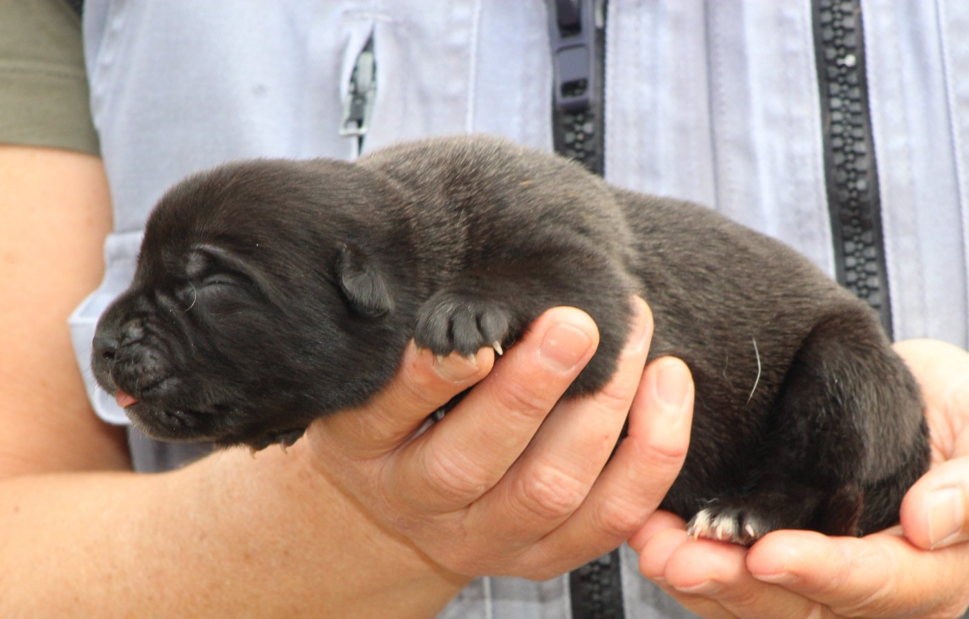 de Genevayse - Chiots disponibles - Cane Corso