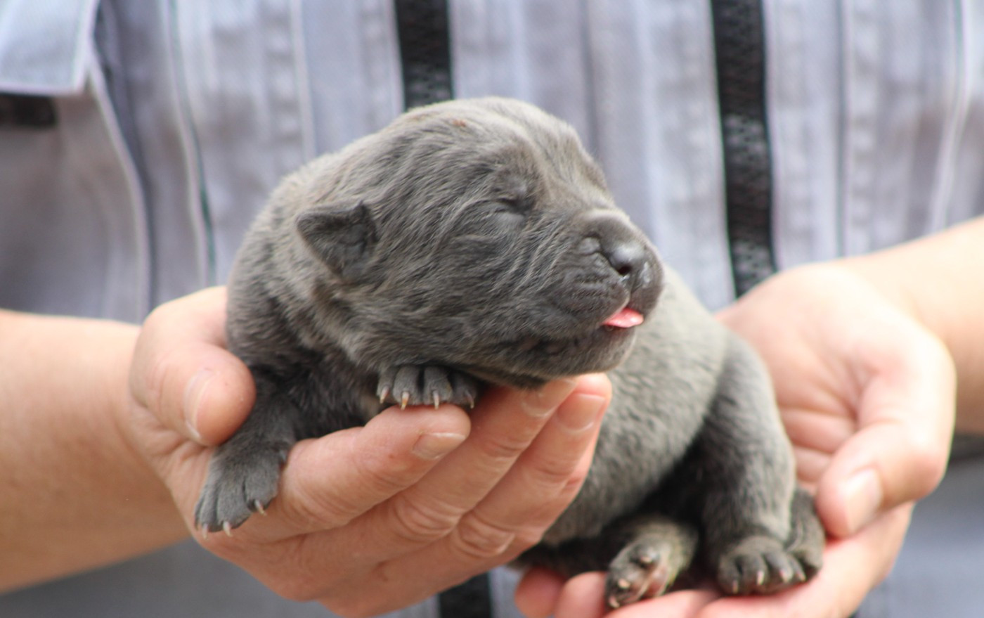 de Genevayse - Chiots disponibles - Cane Corso