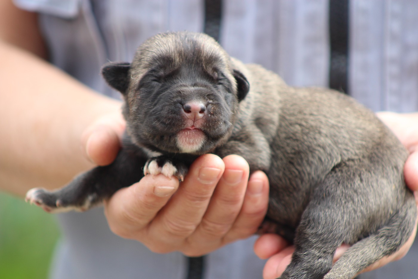 de Genevayse - Chiots disponibles - Cane Corso