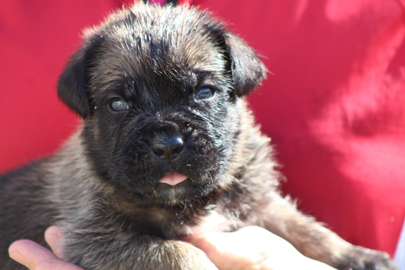 de Genevayse - Chiots disponibles - Cane Corso