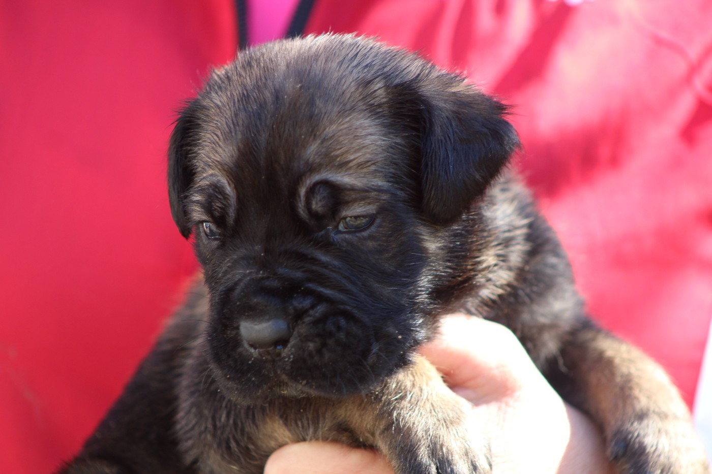 de Genevayse - Chiots disponibles - Cane Corso