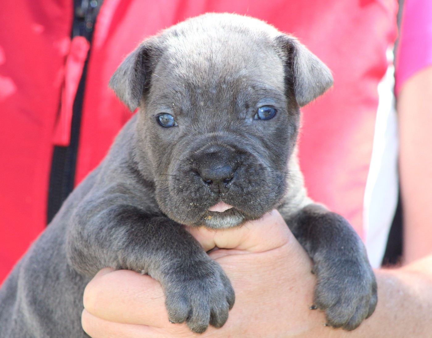 de Genevayse - Chiots disponibles - Cane Corso