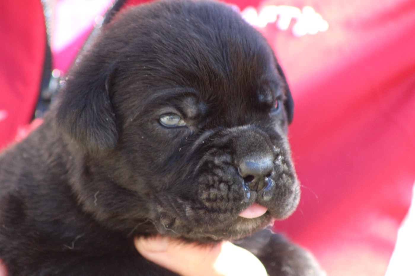 de Genevayse - Chiots disponibles - Cane Corso