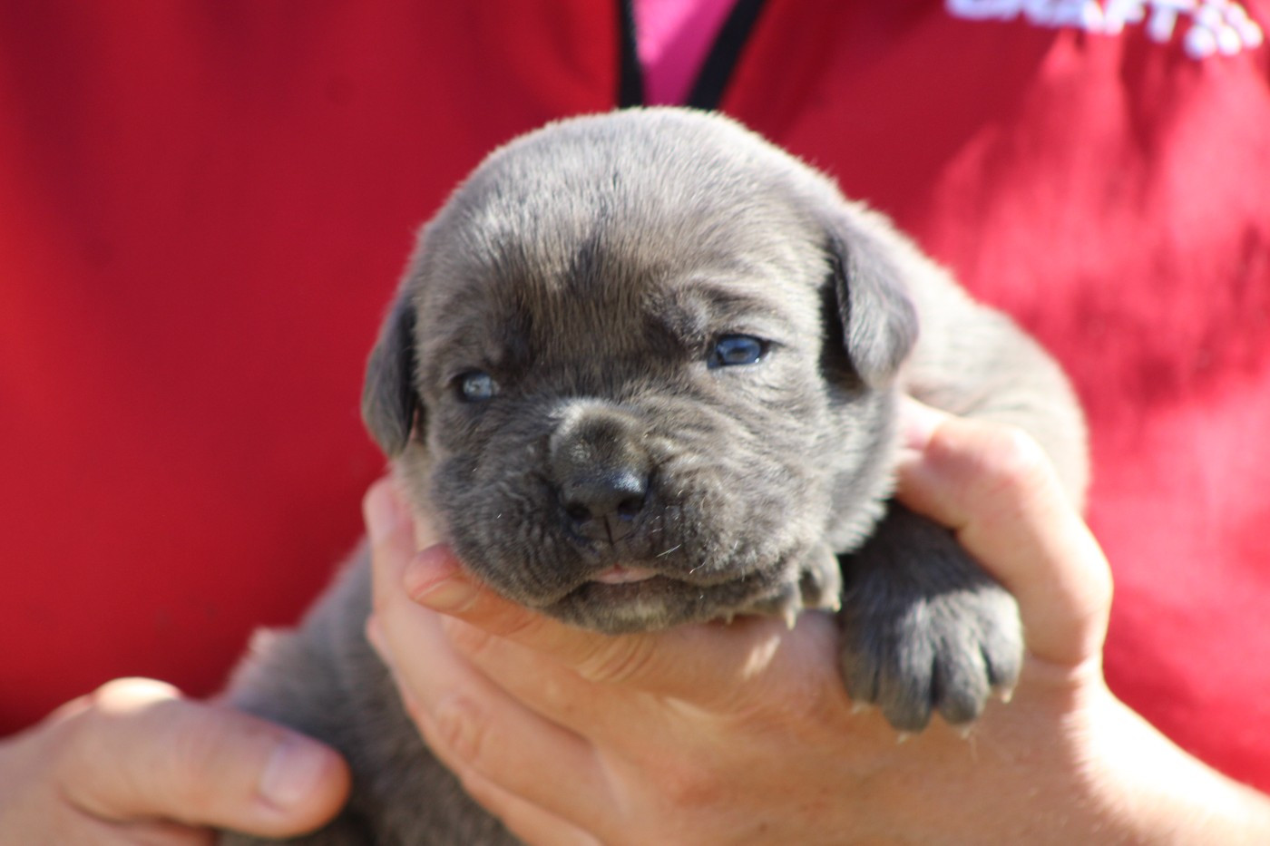 de Genevayse - Chiots disponibles - Cane Corso