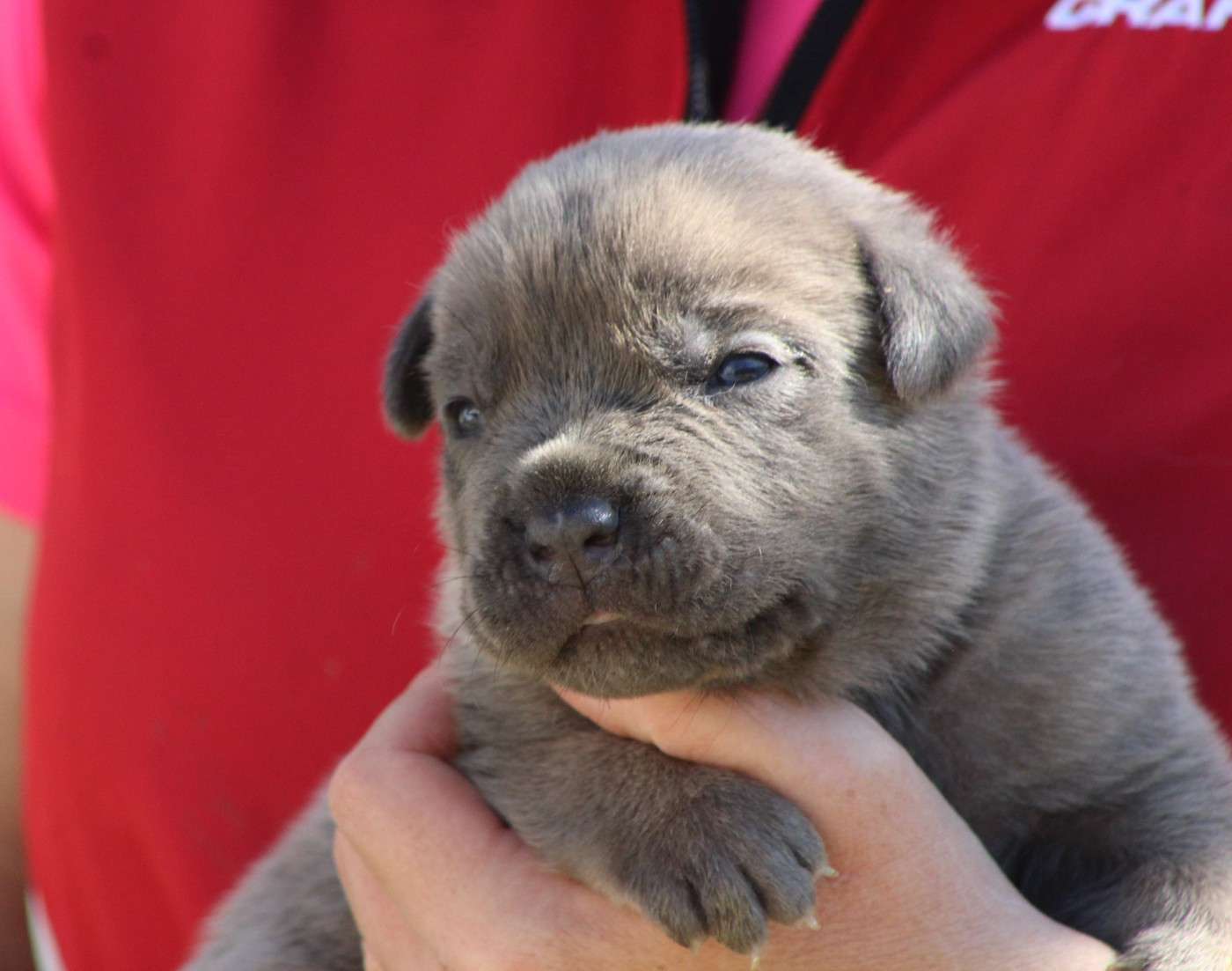 de Genevayse - Chiots disponibles - Cane Corso