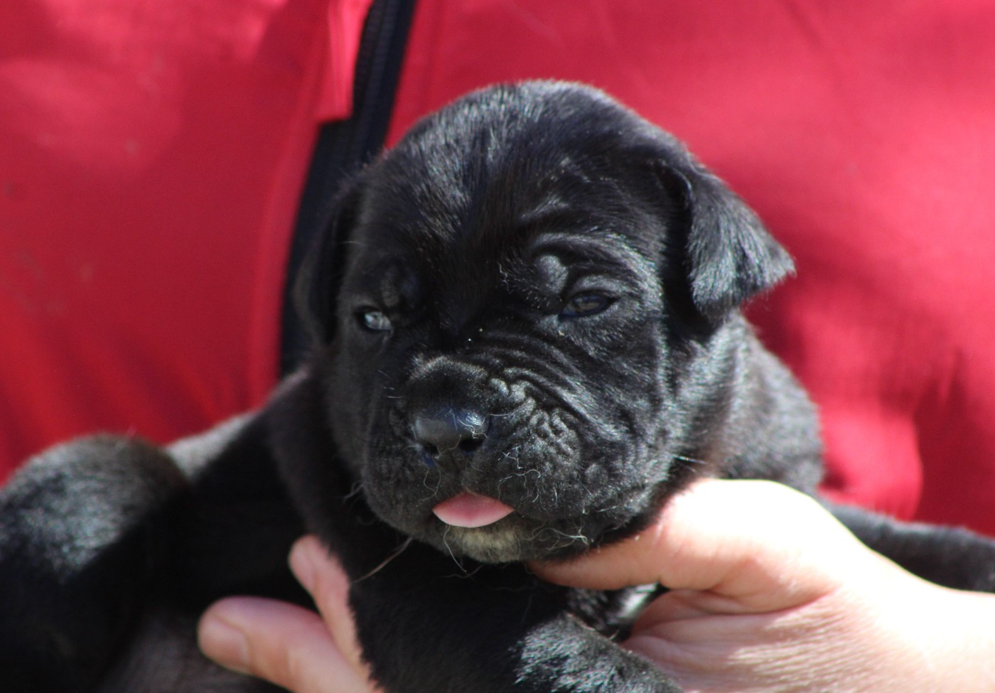 de Genevayse - Chiots disponibles - Cane Corso