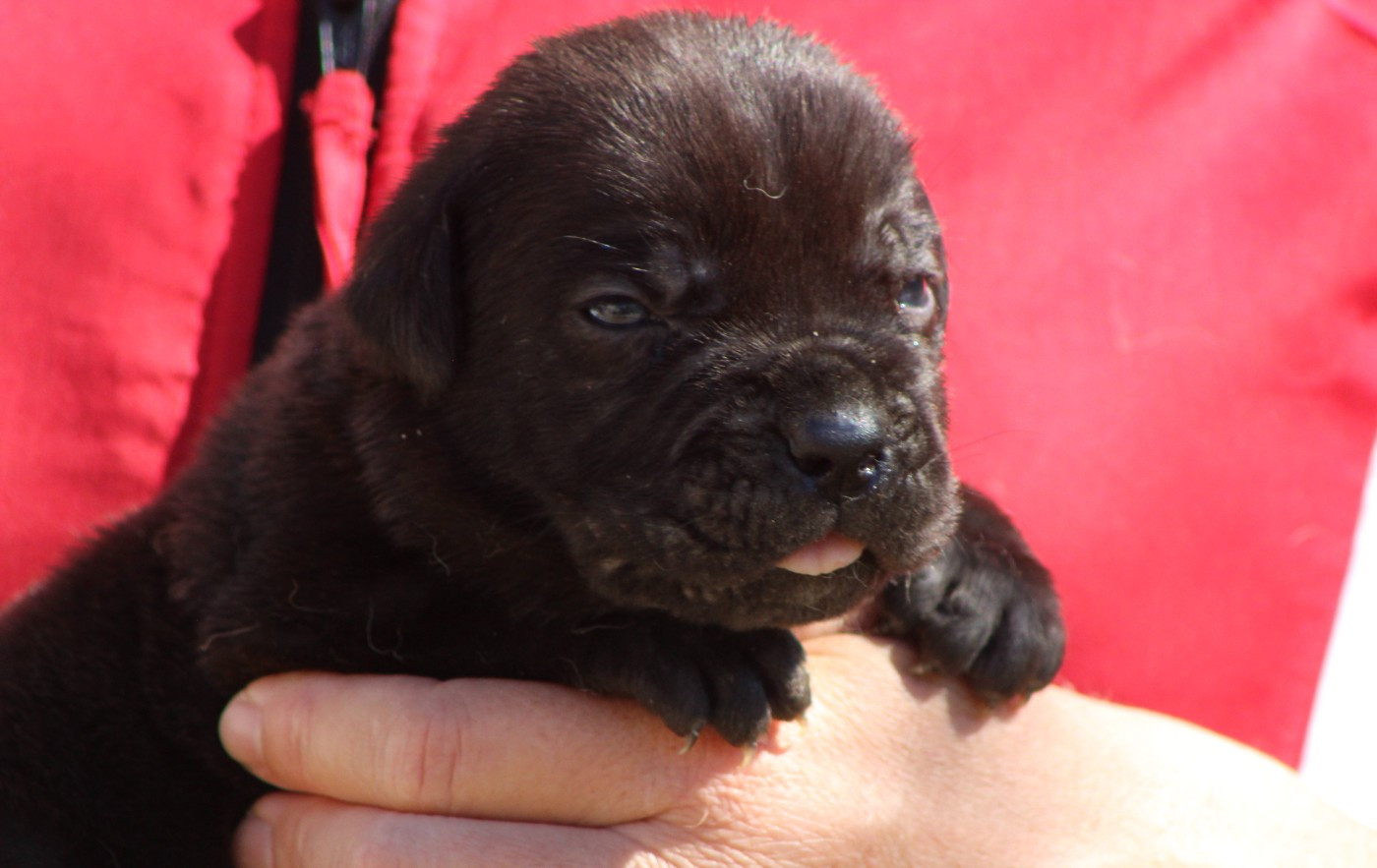 de Genevayse - Chiots disponibles - Cane Corso