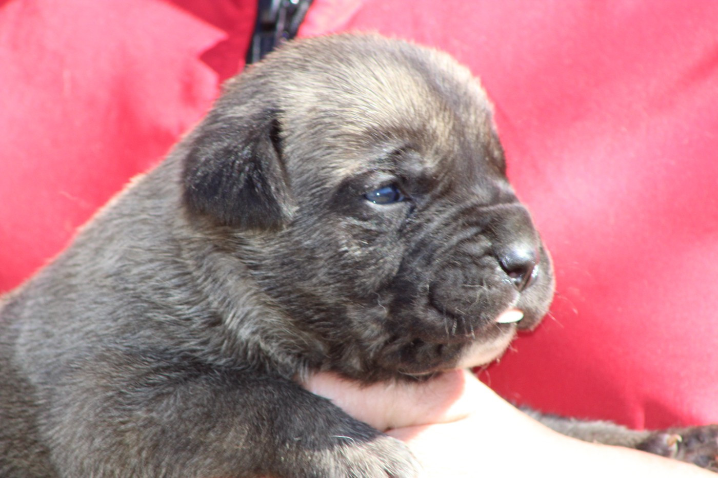 de Genevayse - Chiots disponibles - Cane Corso