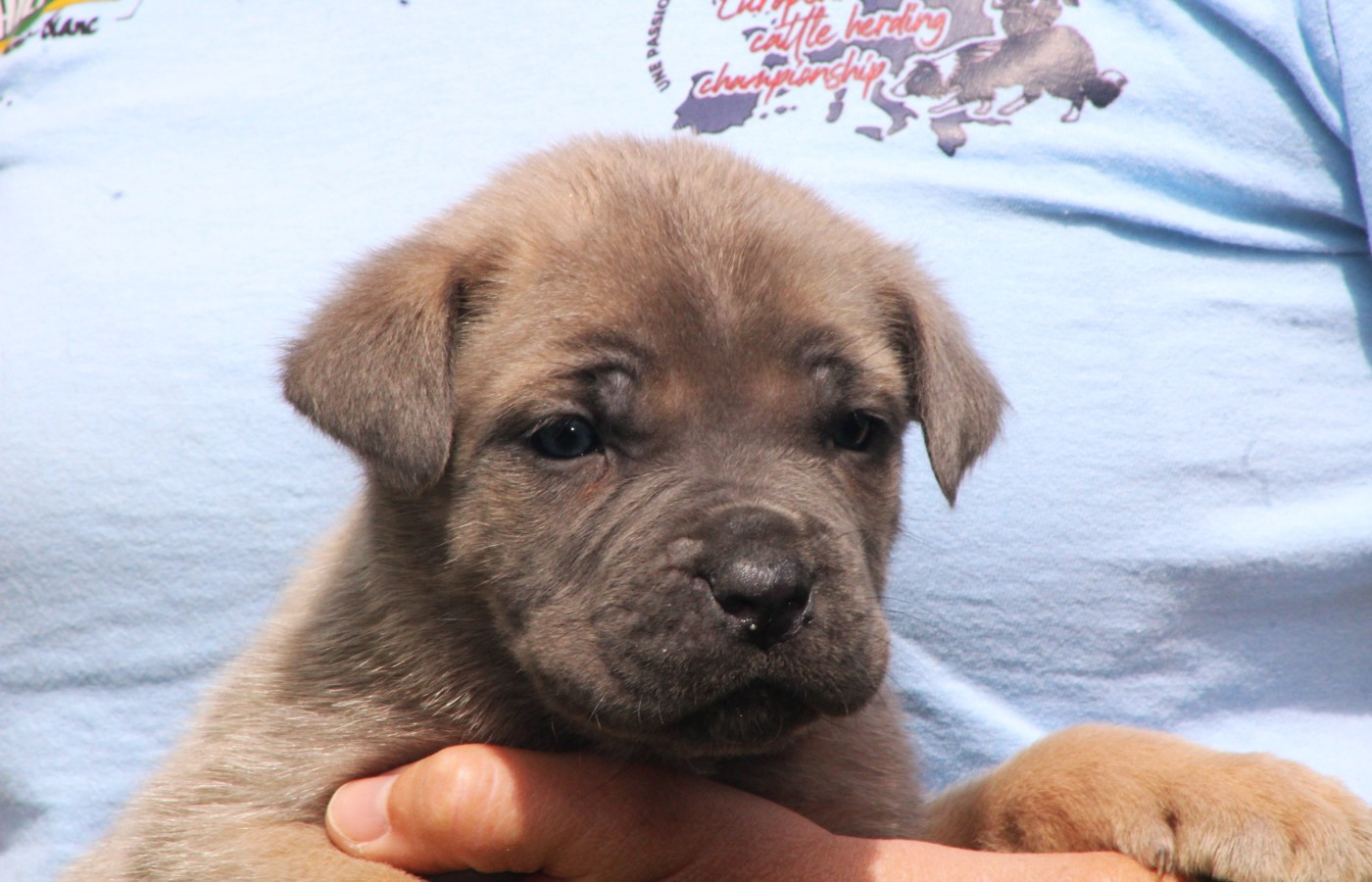 de Genevayse - Chiots disponibles - Cane Corso