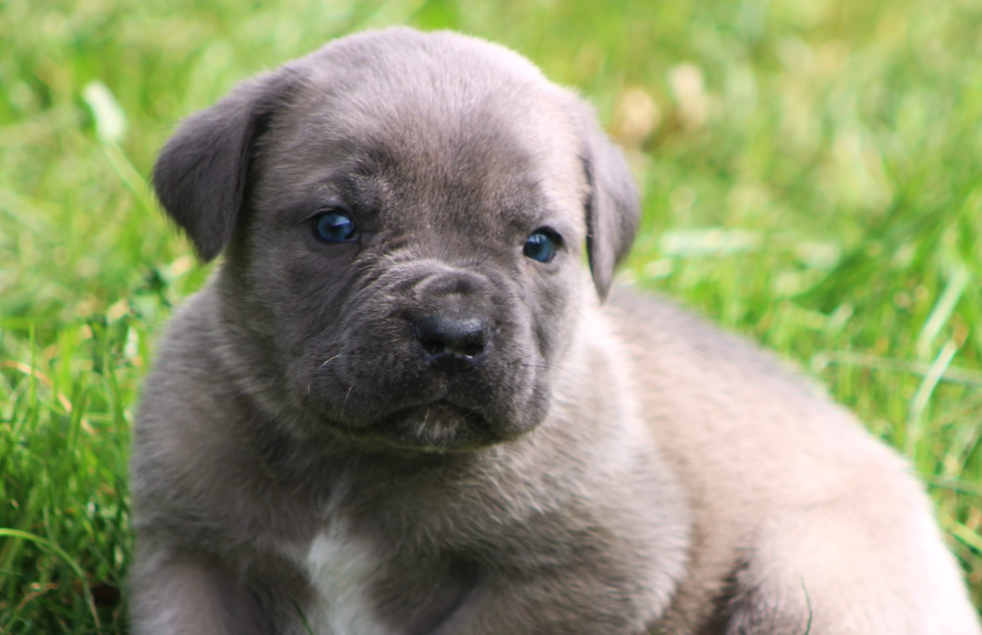 de Genevayse - Chiots disponibles - Cane Corso