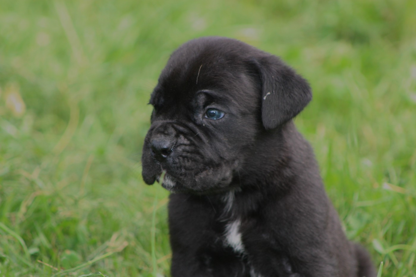 de Genevayse - Chiots disponibles - Cane Corso