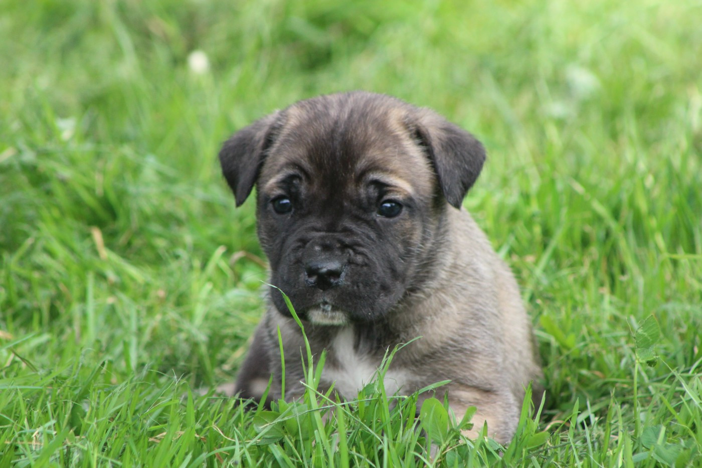 de Genevayse - Chiots disponibles - Cane Corso