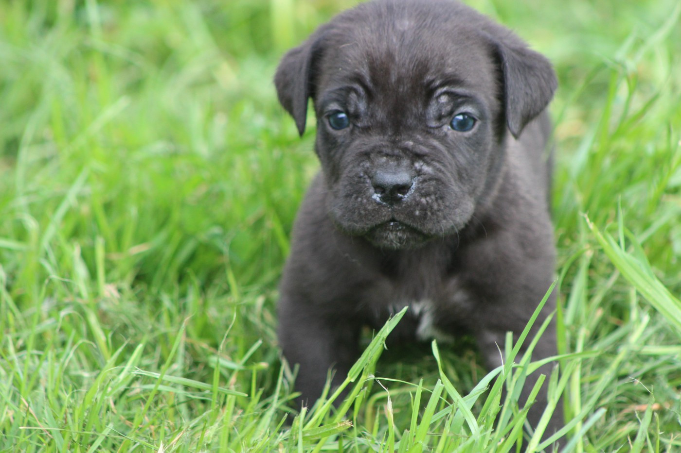 de Genevayse - Chiots disponibles - Cane Corso