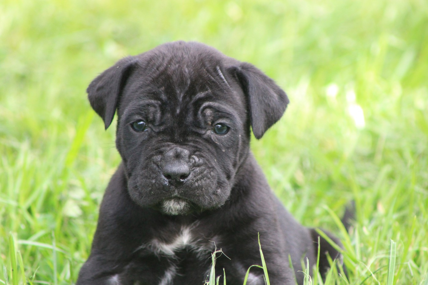 de Genevayse - Chiots disponibles - Cane Corso