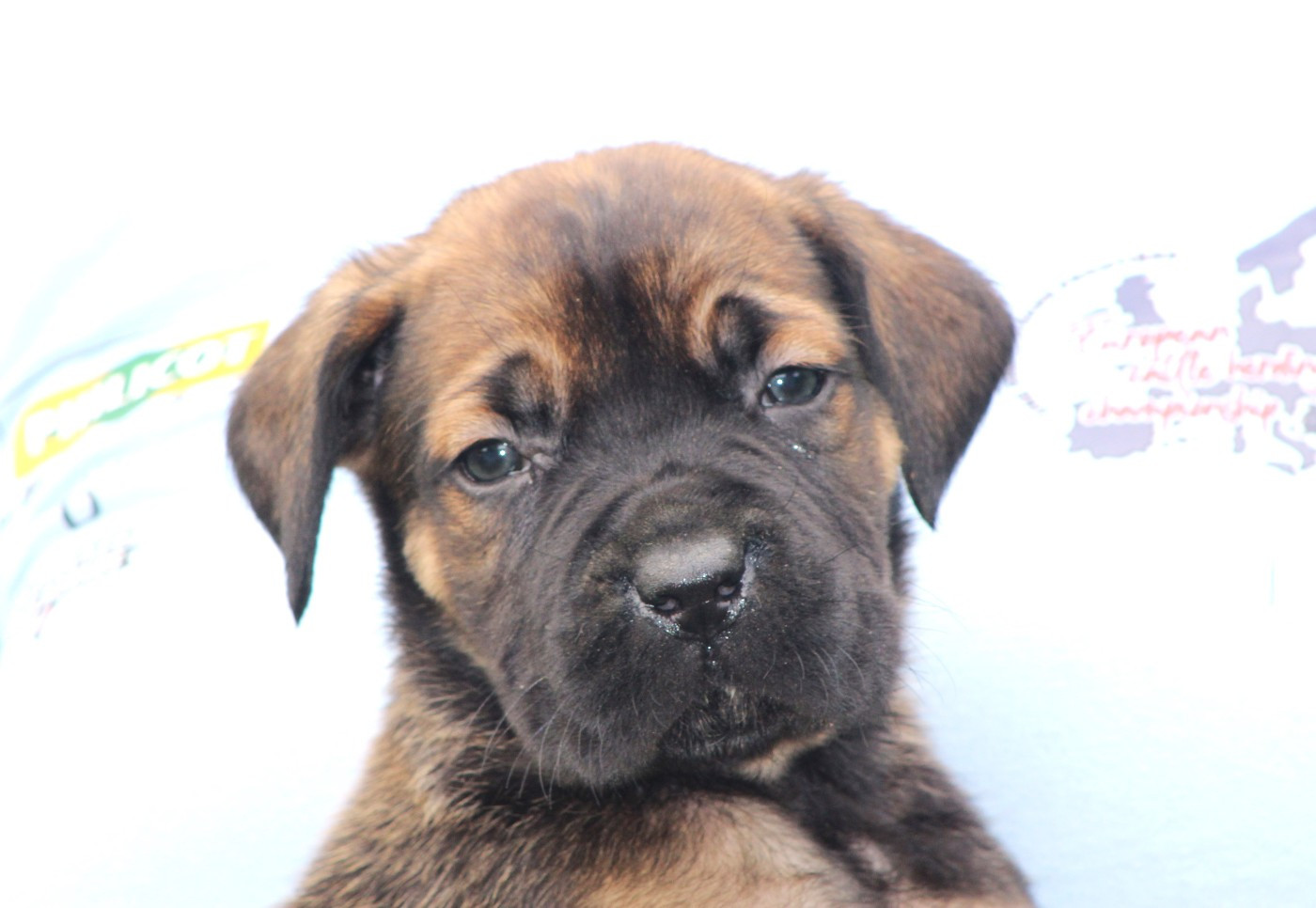 de Genevayse - Chiots disponibles - Cane Corso