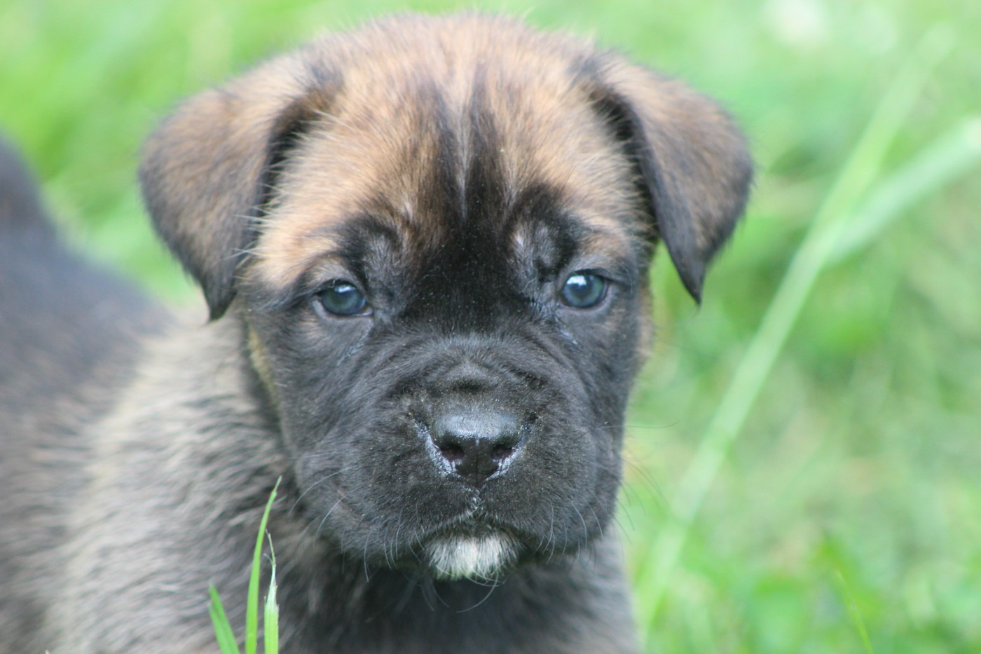 de Genevayse - Chiots disponibles - Cane Corso