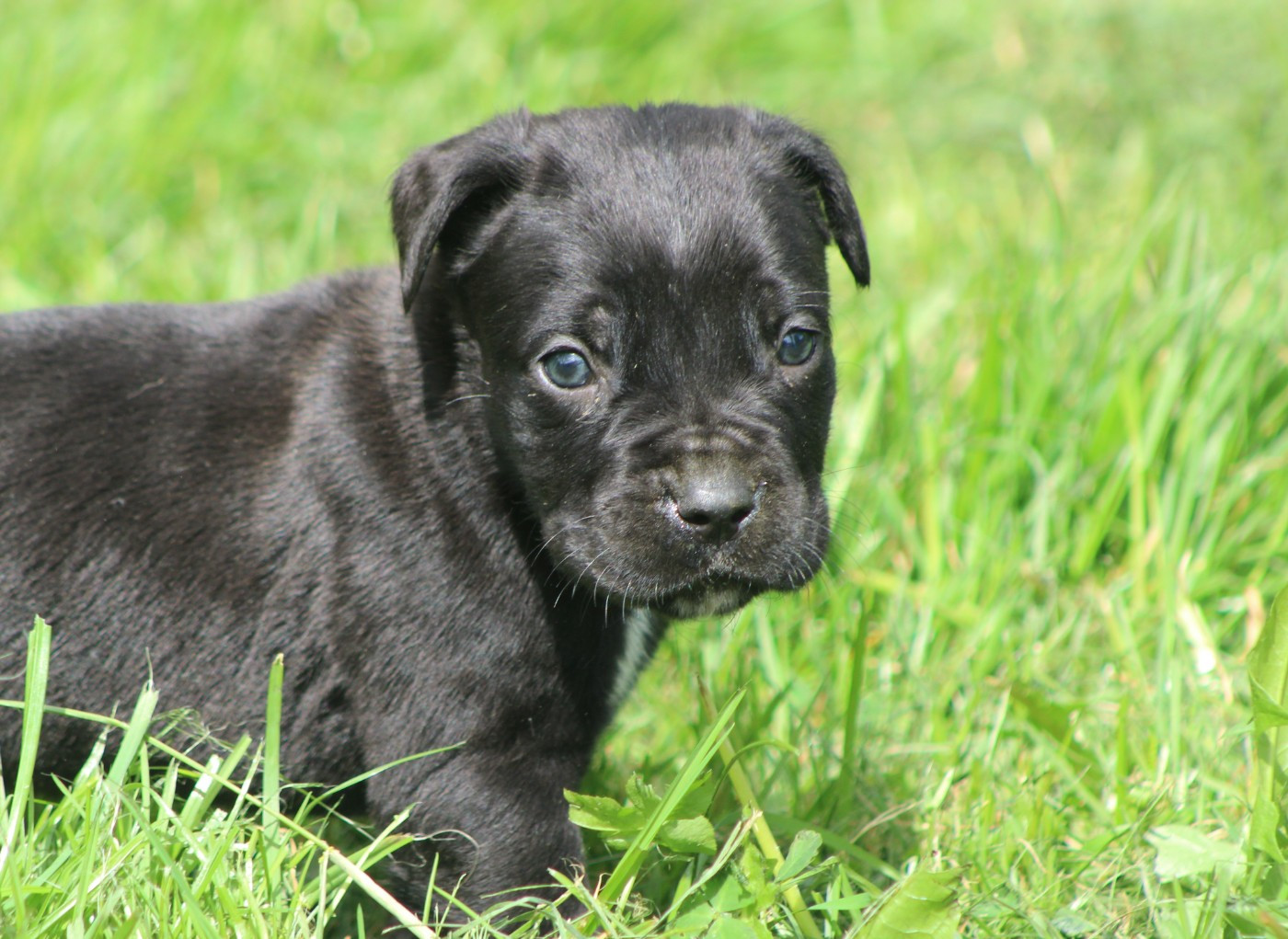 de Genevayse - Chiots disponibles - Cane Corso