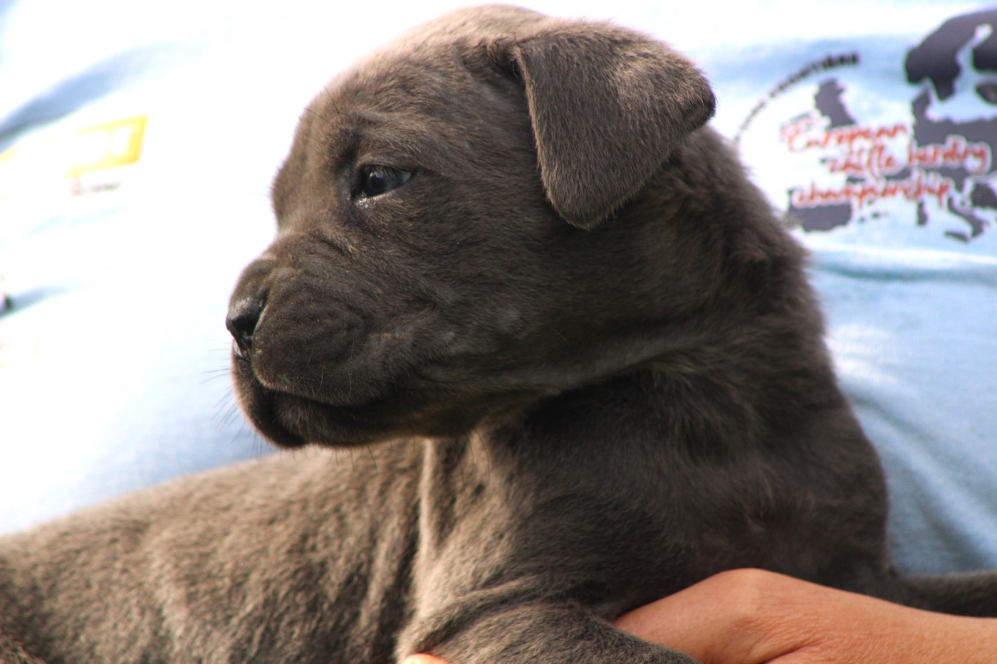 de Genevayse - Chiots disponibles - Cane Corso