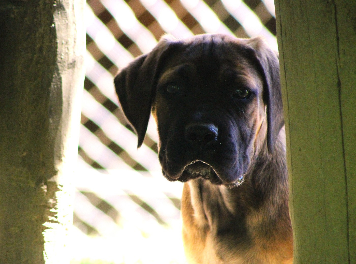 de Genevayse - Chiots disponibles - Cane Corso