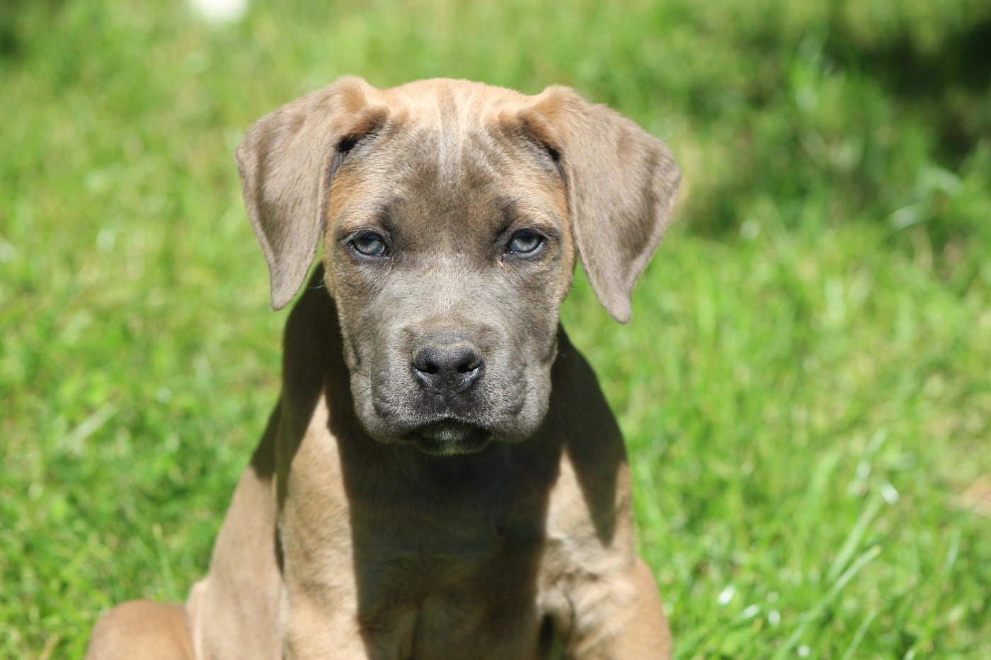 de Genevayse - Chiots disponibles - Cane Corso
