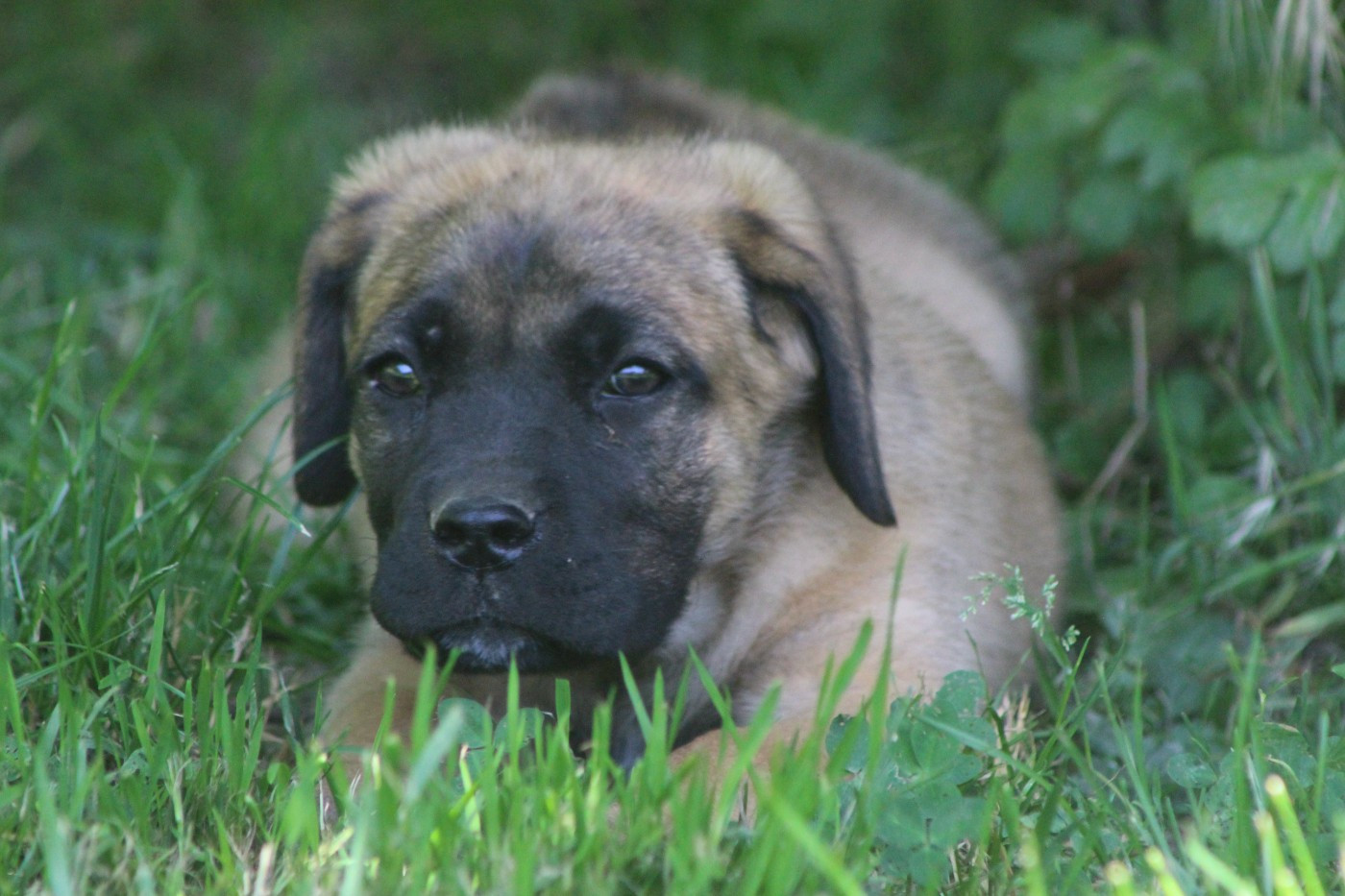 de Genevayse - Chiots disponibles - Cane Corso