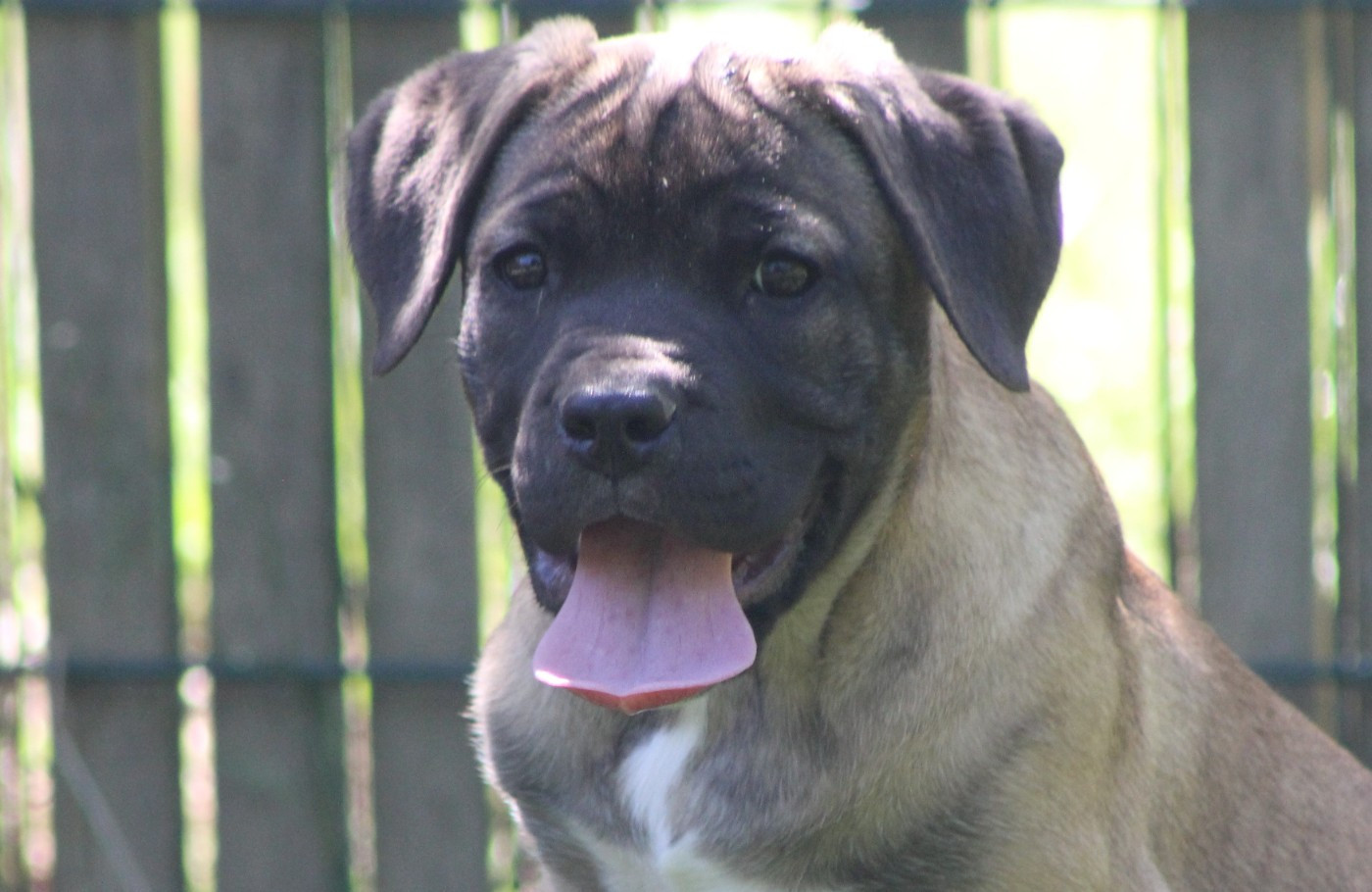 de Genevayse - Chiots disponibles - Cane Corso