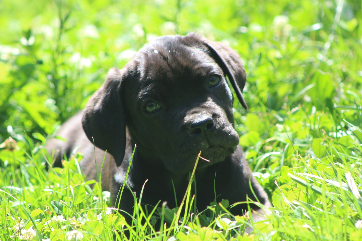 de Genevayse - Chiots disponibles - Cane Corso