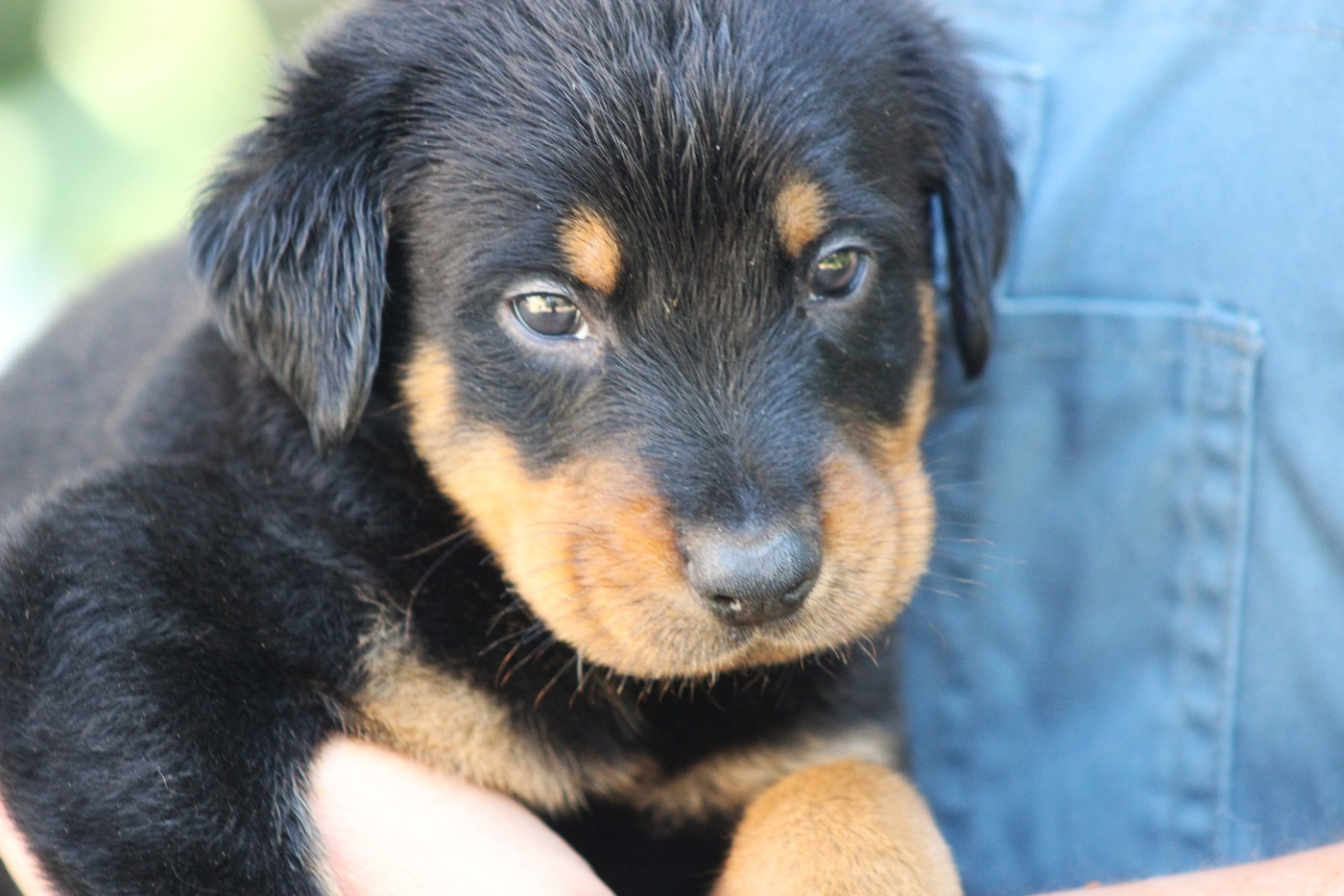 de Genevayse - Chiots disponibles - Berger de Beauce