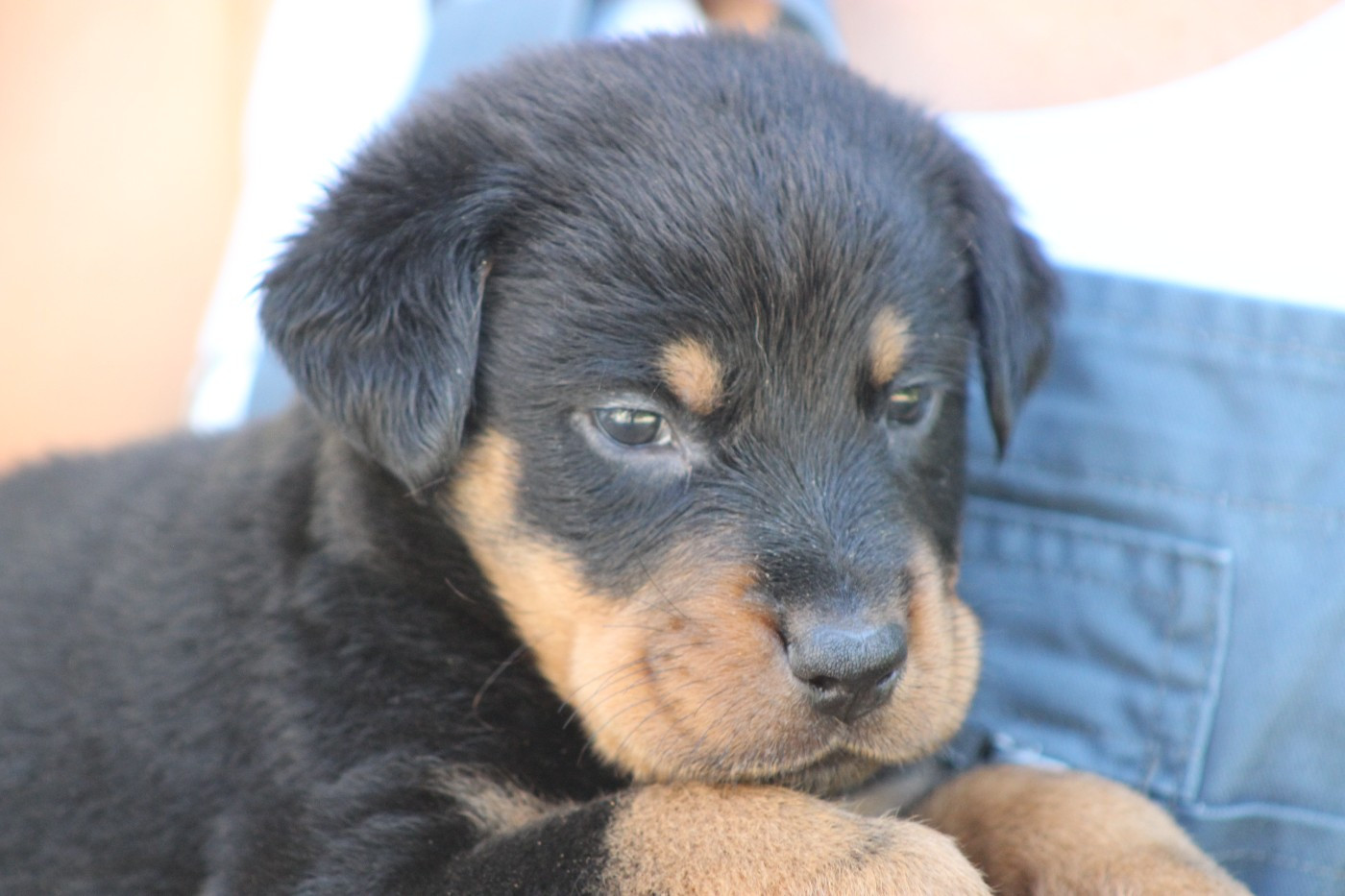 de Genevayse - Chiots disponibles - Berger de Beauce