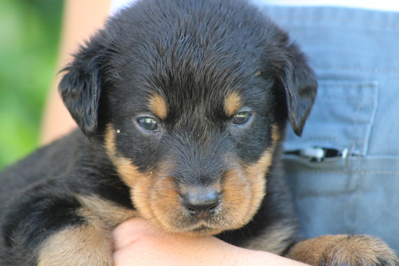 de Genevayse - Chiots disponibles - Berger de Beauce