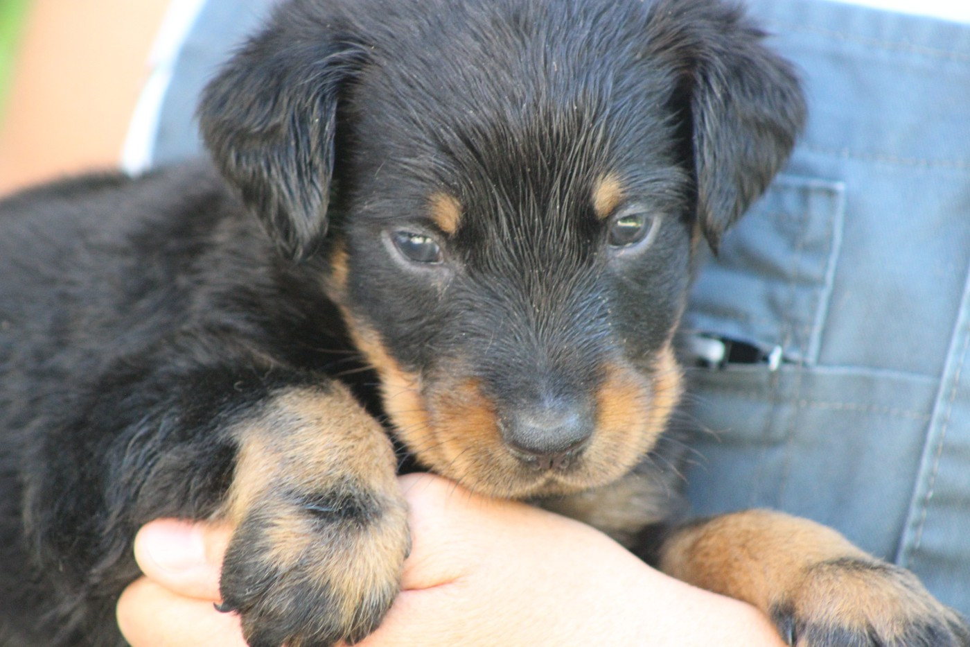 de Genevayse - Chiots disponibles - Berger de Beauce