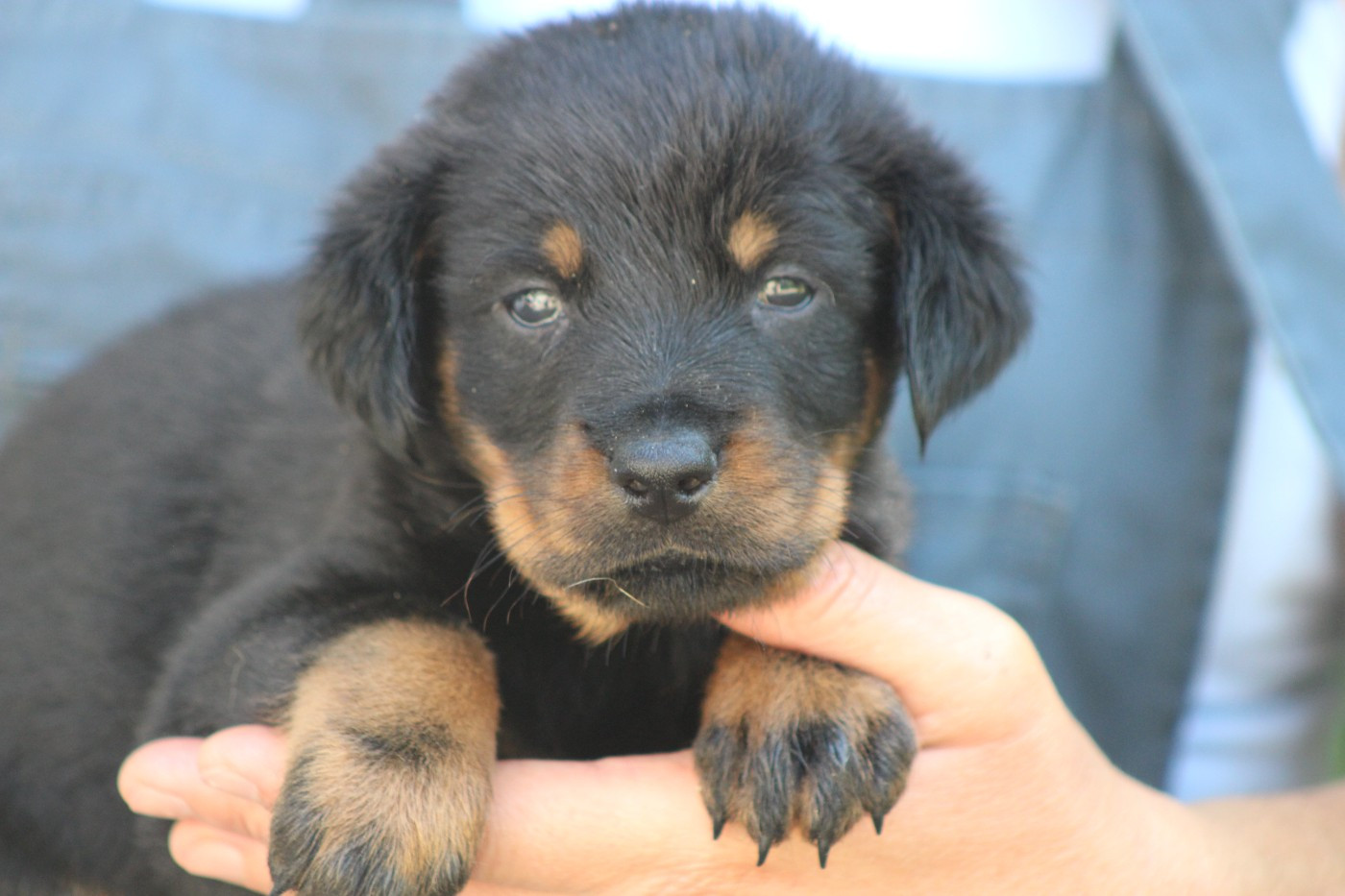 de Genevayse - Chiots disponibles - Berger de Beauce