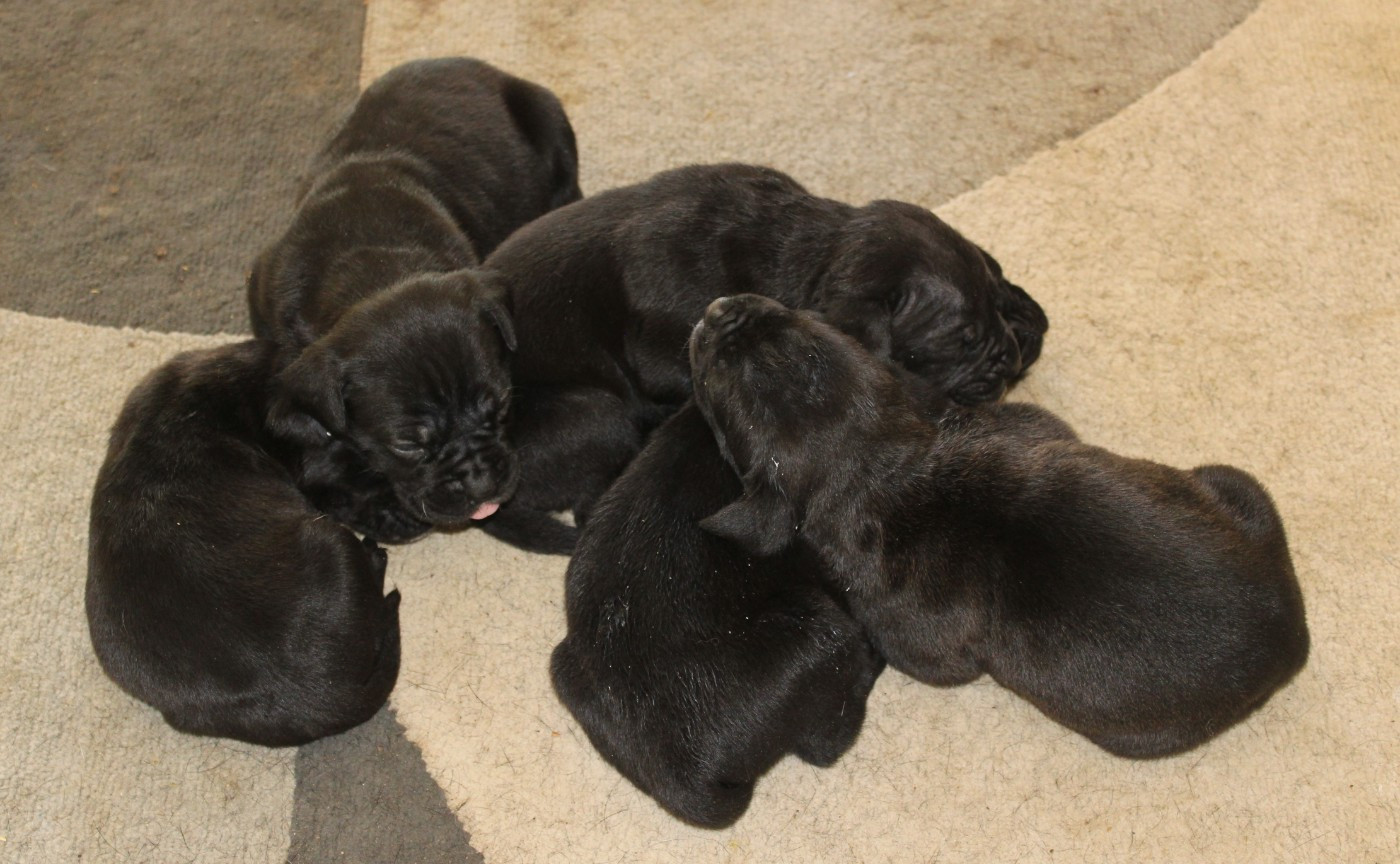 Chiot Cane Corso de Genevayse