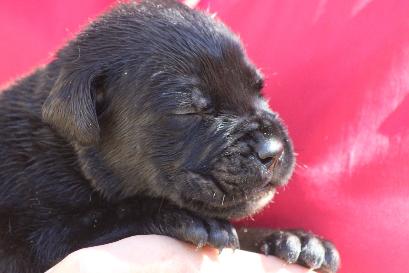 de Genevayse - Chiots disponibles - Cane Corso