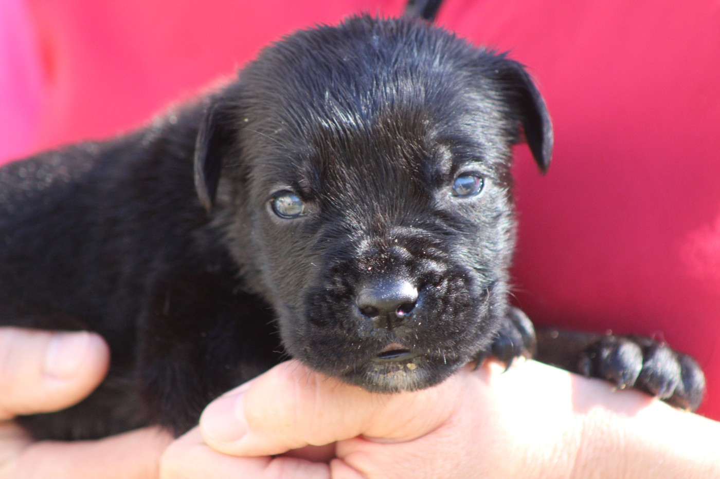 de Genevayse - Chiots disponibles - Cane Corso