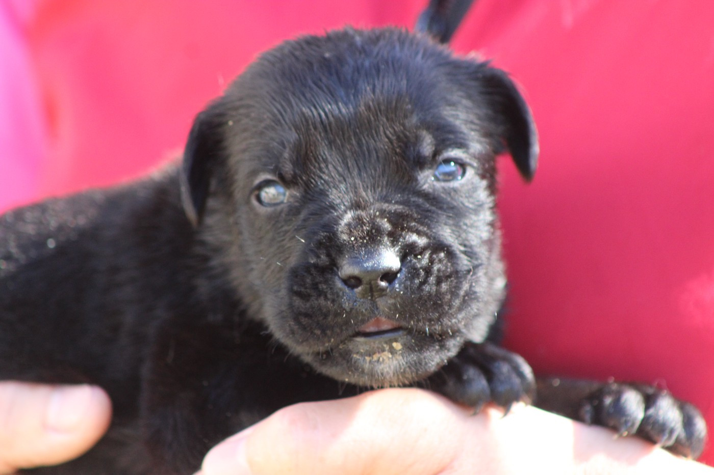 de Genevayse - Chiots disponibles - Cane Corso