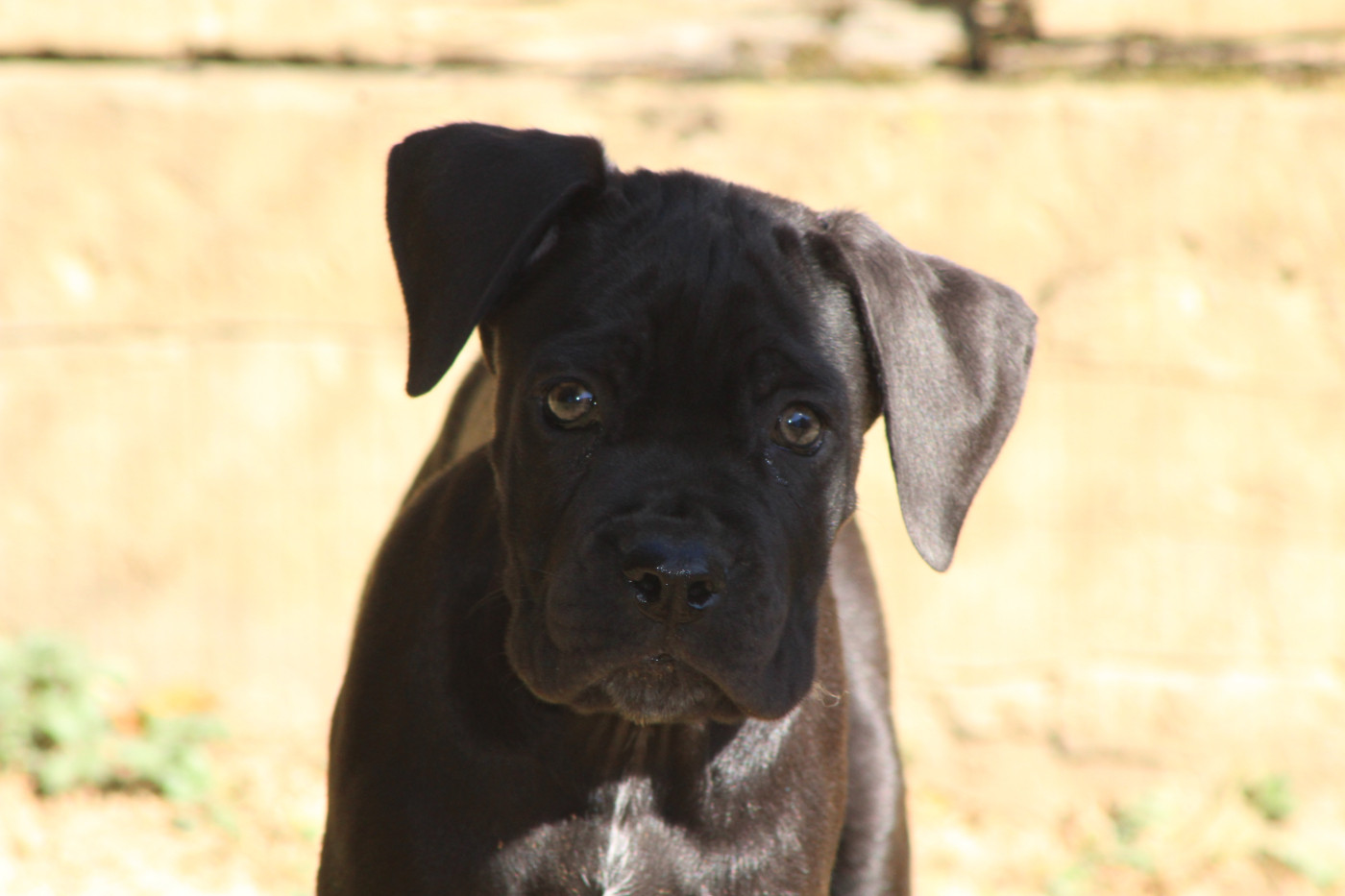 de Genevayse - Chiots disponibles - Cane Corso