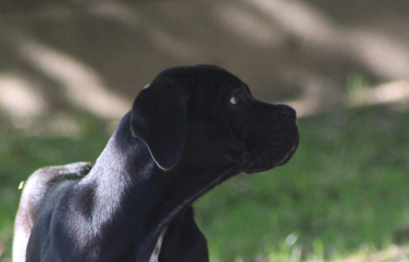 de Genevayse - Chiots disponibles - Cane Corso