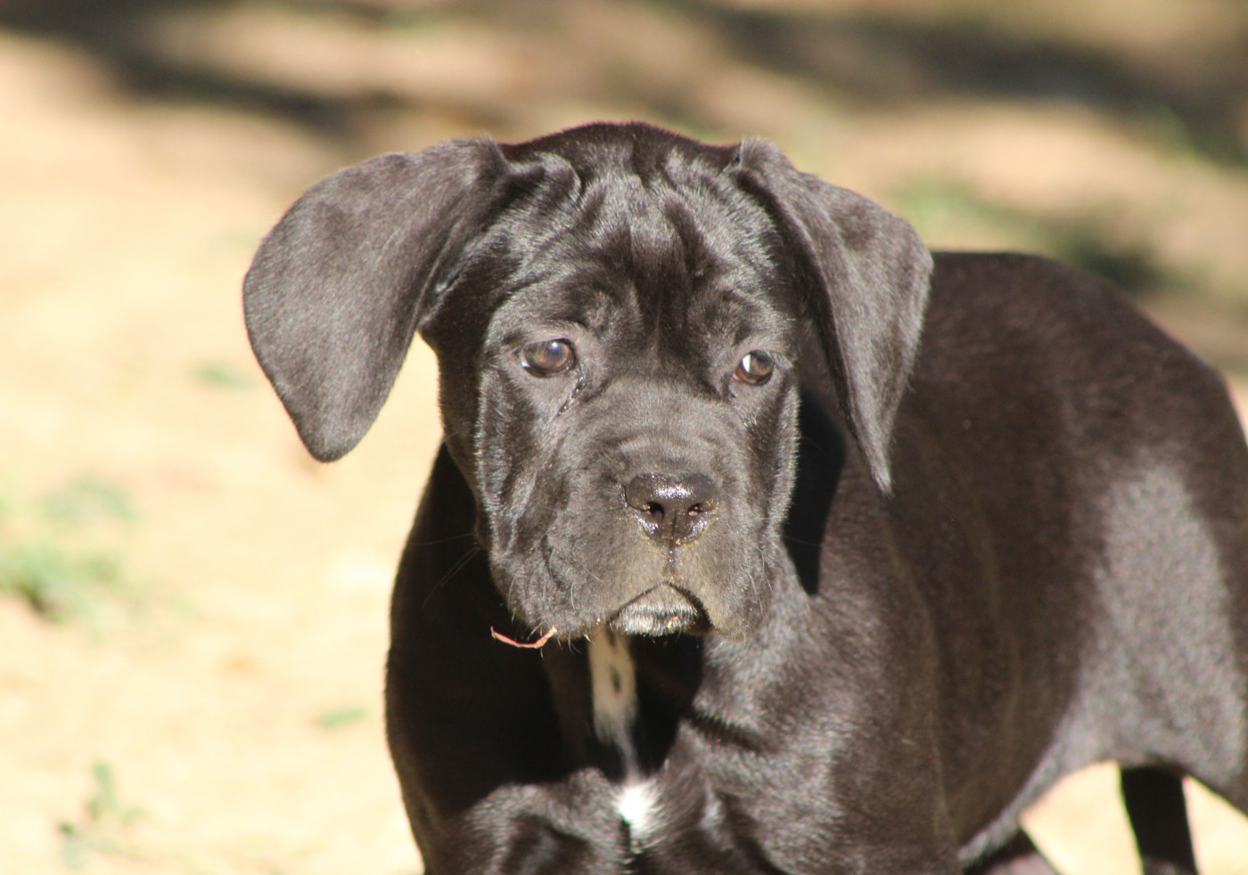 de Genevayse - Chiots disponibles - Cane Corso