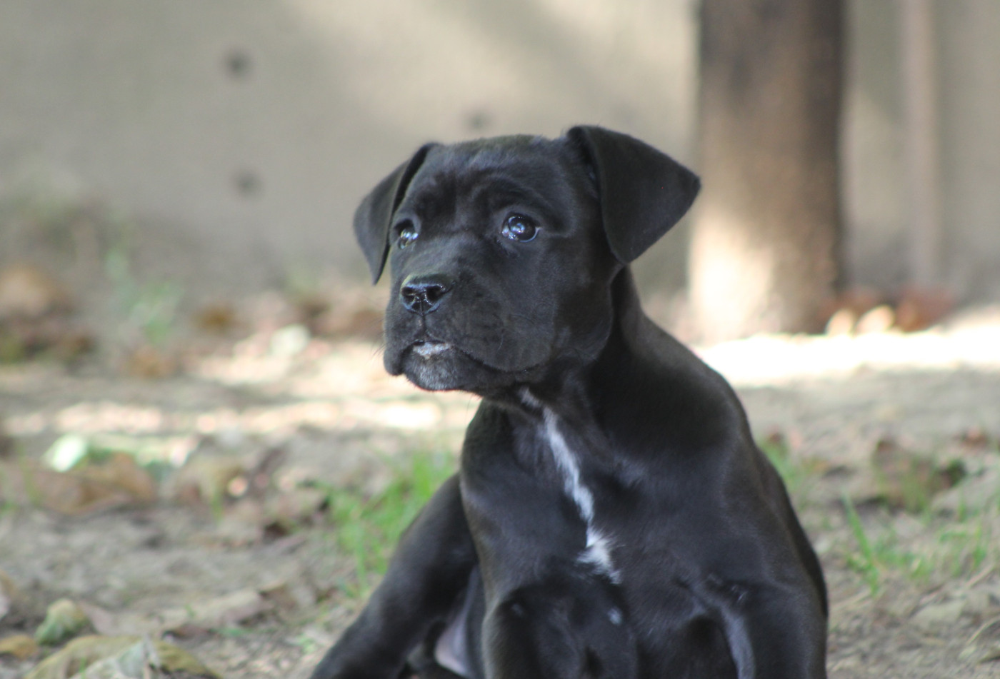de Genevayse - Chiots disponibles - Cane Corso