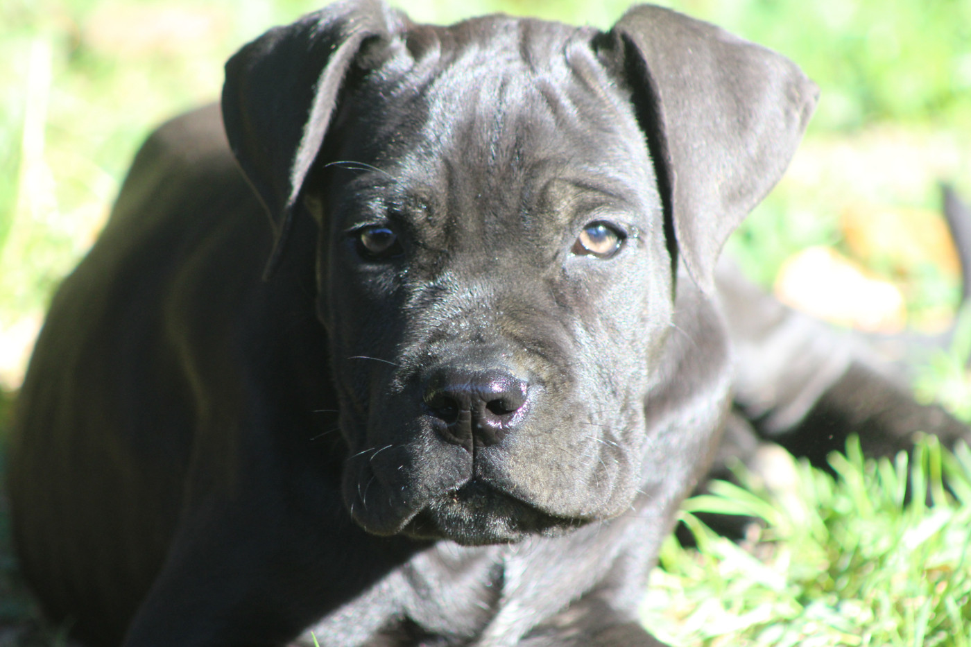de Genevayse - Chiots disponibles - Cane Corso