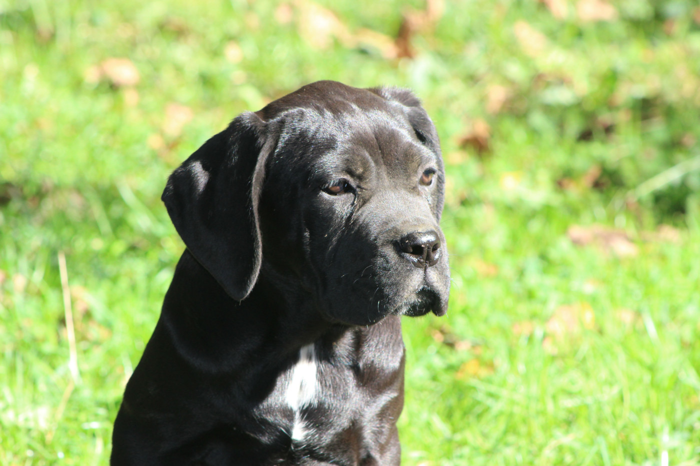 de Genevayse - Chiots disponibles - Cane Corso