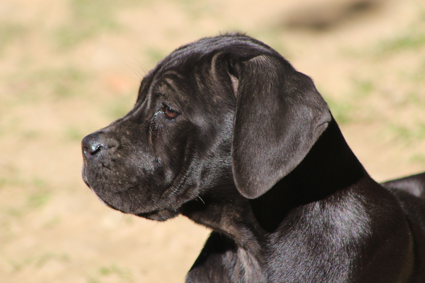de Genevayse - Chiots disponibles - Cane Corso