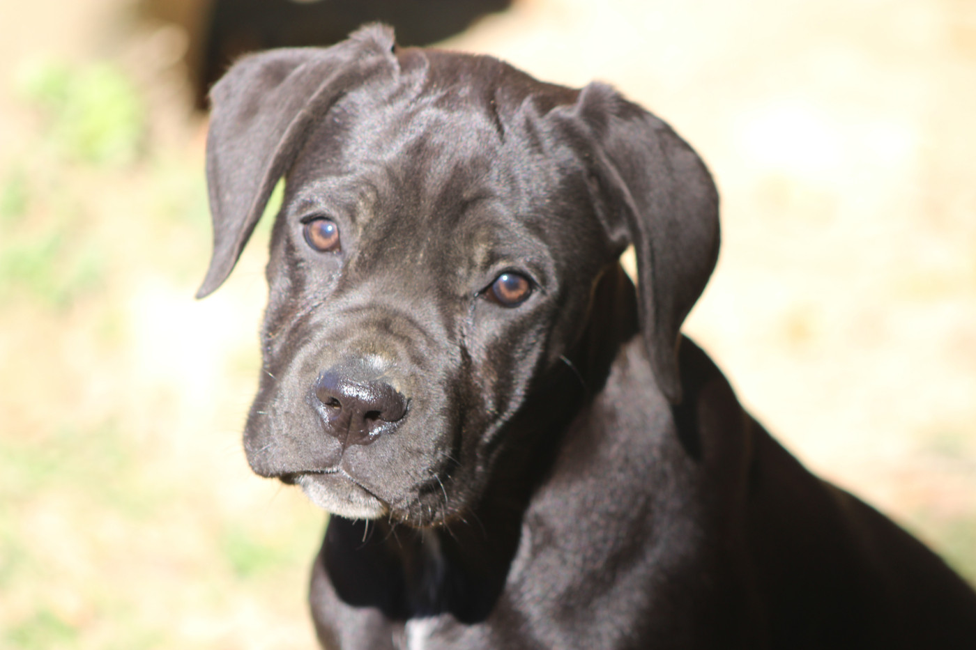 de Genevayse - Chiots disponibles - Cane Corso