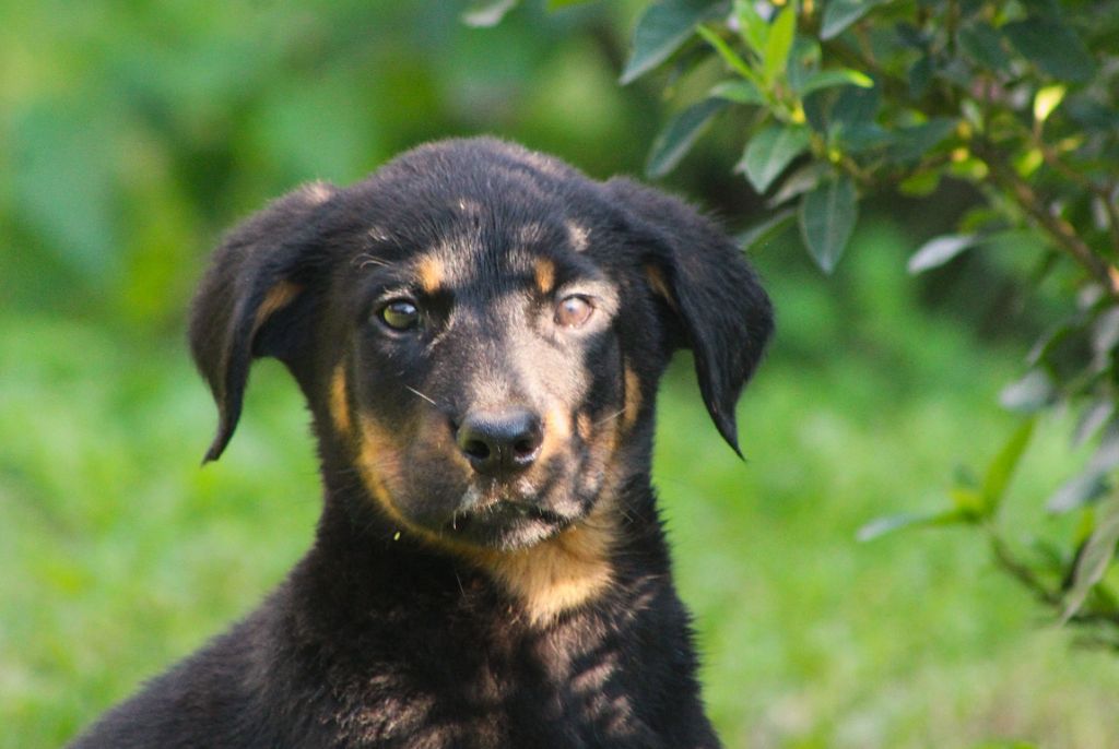 de Genevayse - Chiots disponibles - Berger de Beauce