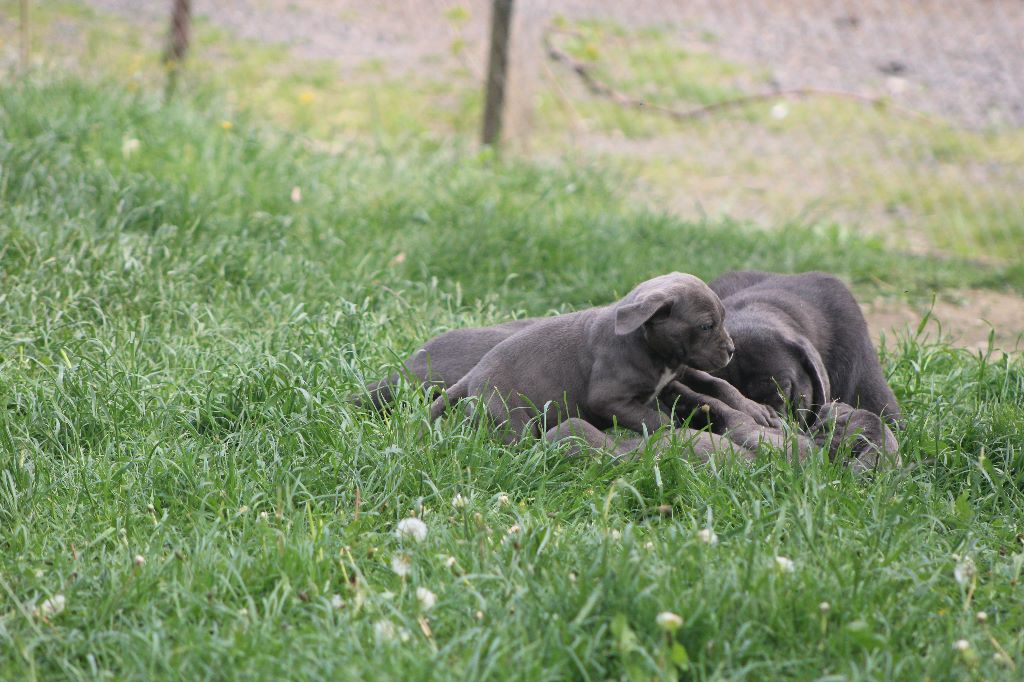 Chiot Cane Corso de Genevayse